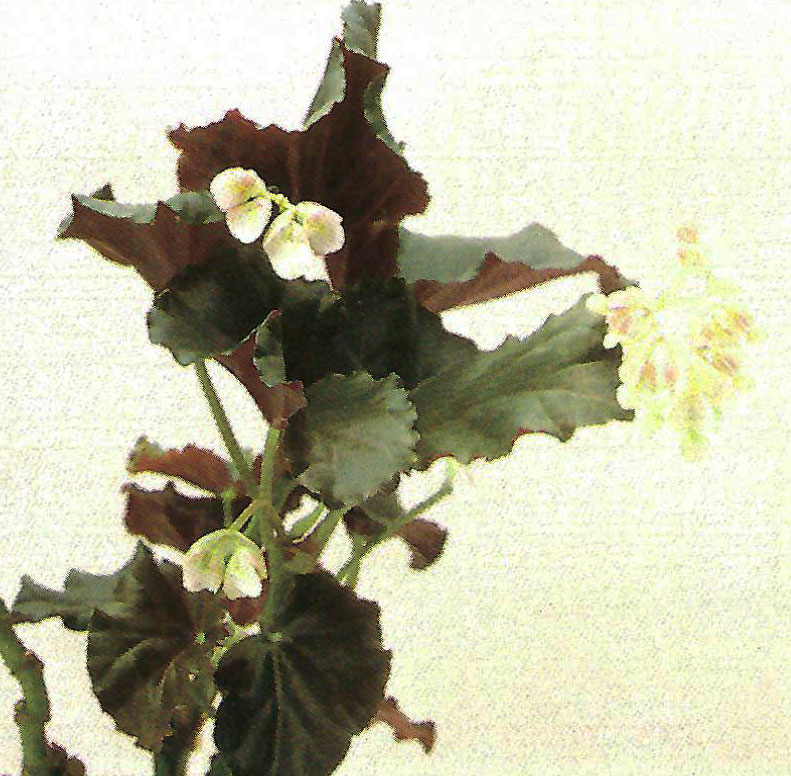B. ‘Marjorie Sibley’